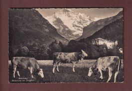 INTERLAKEN - Kühe - Jungfrau - 1947