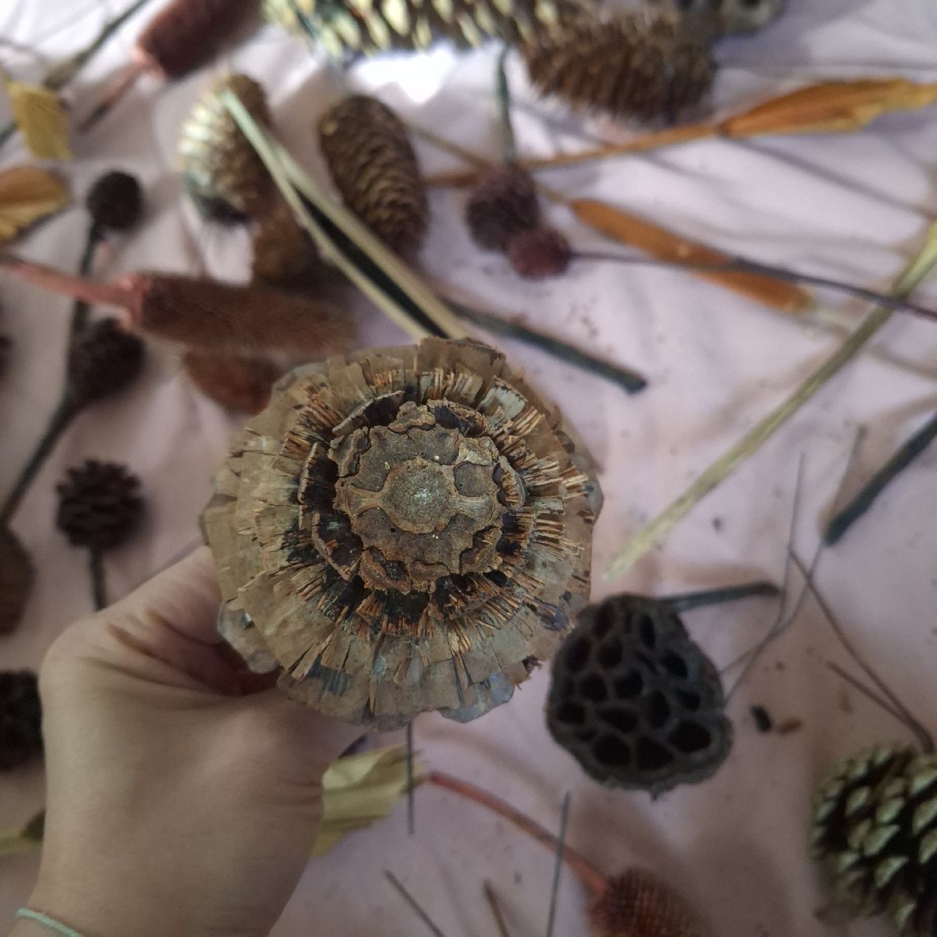 Alle Dekorationen: Floristik Deko, Trockenblumen – Gebraucht aus Winterthur von Goldpipau 7