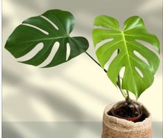 Monstera Deliciosa