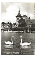 Arbon am Bodensee (TG) Partie am Hafen  Schwäne - Gross 1956