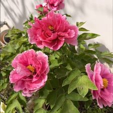 Profile image of Felicita_26