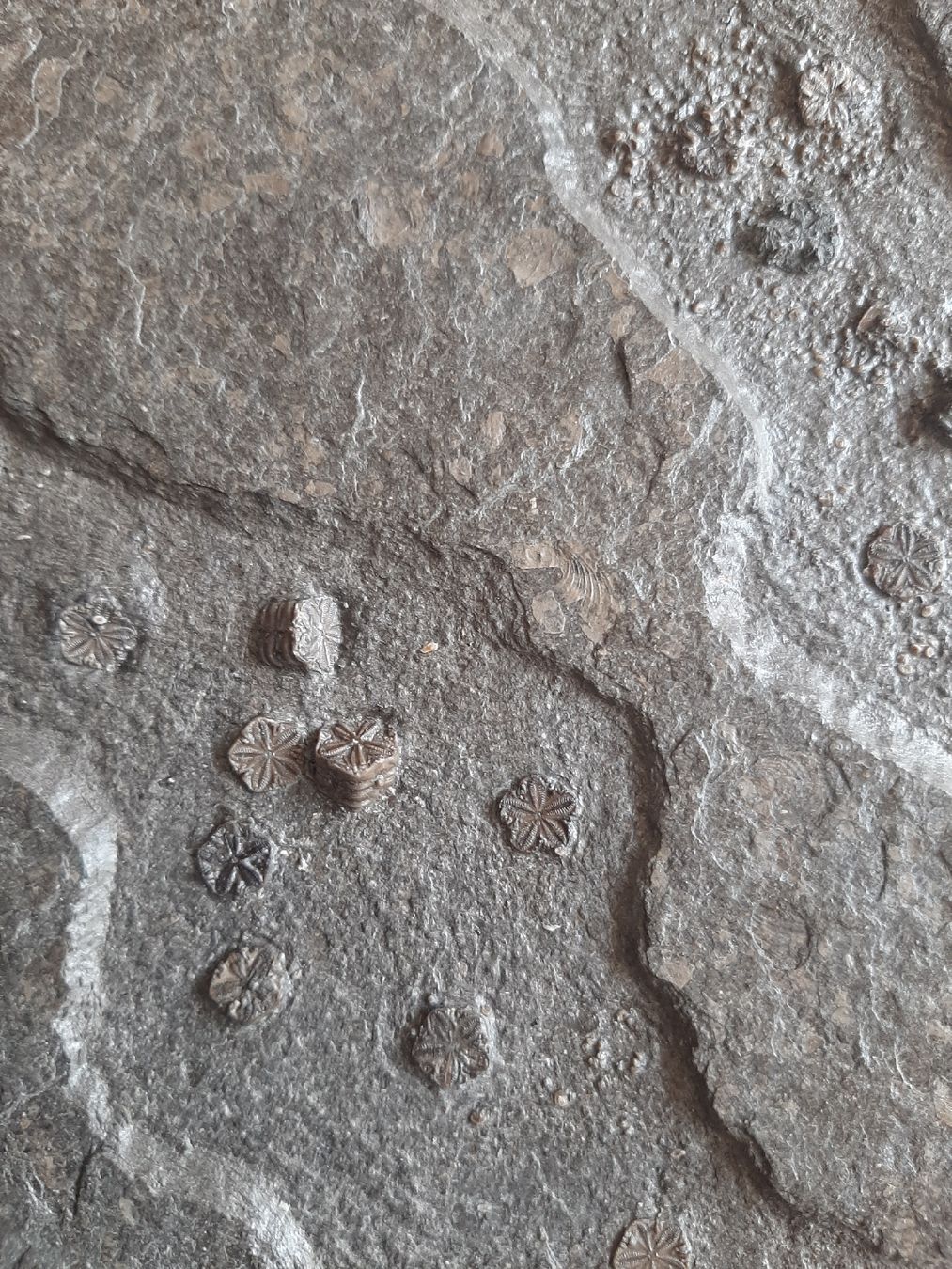 Fossilien: fossilie Seelilie Deutschland – Gebraucht aus Rickenbach BL von Oktober68 4