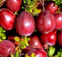 XL 50 cm ↕️  100 % original Cranberries Pflanze 🌱 XL 50 cm