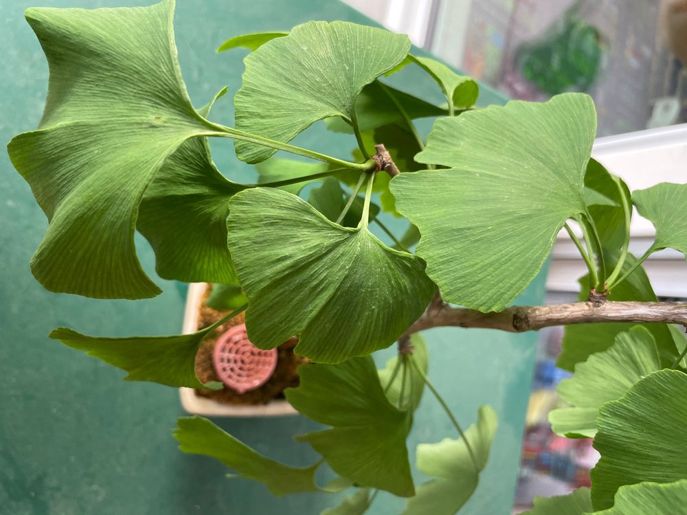 Prä Bonsai Gingko biloba Kaufen auf Ricardo