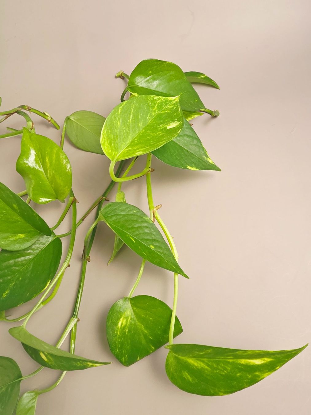 Piante & sementi: Epipremnum aureum / Efeutute Stecklinge – Nuovo (secondo la descrizione) da Gerolfingen venduto da Azora 1