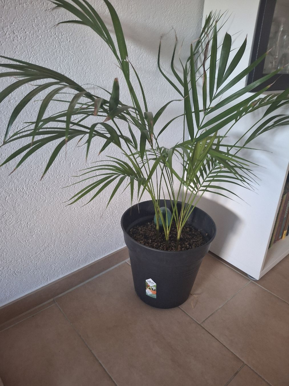 Piante & sementi: Goldfruchtpalme Zimmerpflanze – Usato da Brunegg venduto da Maege_8311 1