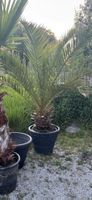 Verkaufe Dattelpalme (ca. 2 m) – Gesund und kräftig! 🌴 