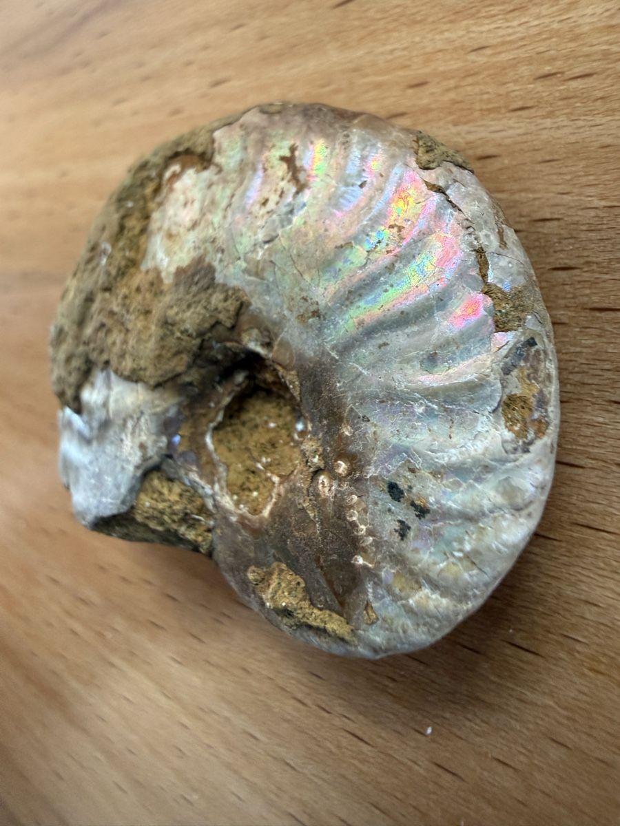 Fossilien: Ammonit mit Perlmuttschale – Gebraucht aus Grenchen von Bastet007 3