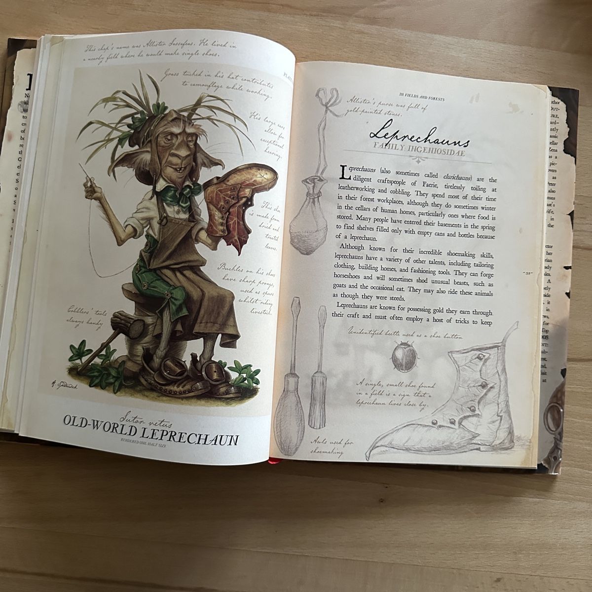 Libri: Arthur Spiderwick's Field Guide – Nuovo (secondo la descrizione) da Sax venduto da kaulquappe01 2