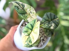 Alocasia Silver Dragon Albo