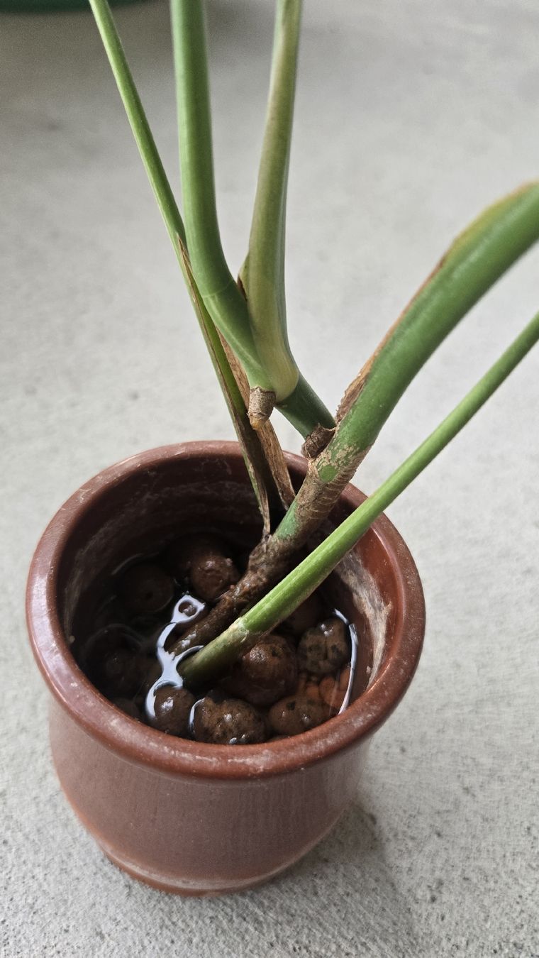 Piante & sementi: Monstera Variegata Kopfsteckling  – Usato da Affoltern am Albis venduto da avi_ 3