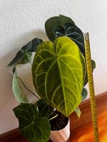 Anthurium crystallinum – XL, grosse adulte Pflanze