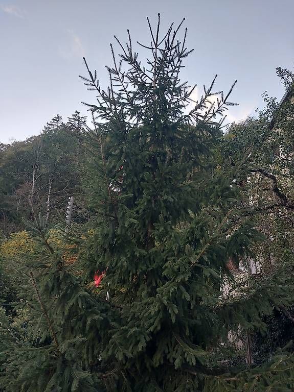 Alle Dekorationen: Sapin de Noël – Gebraucht aus Baulmes von Yanni94 1
