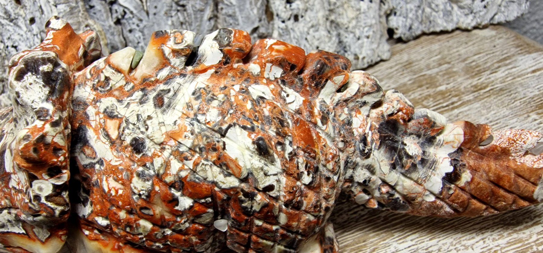 Minerali & Pietre curative: Money Agate Triceratops 687g – Nuovo (secondo la descrizione) da Matzingen venduto da Shay_Crystalz 2