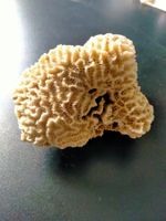 Natural Ocean Brain Coral - Natürliche Hirnkoralle Aquarium