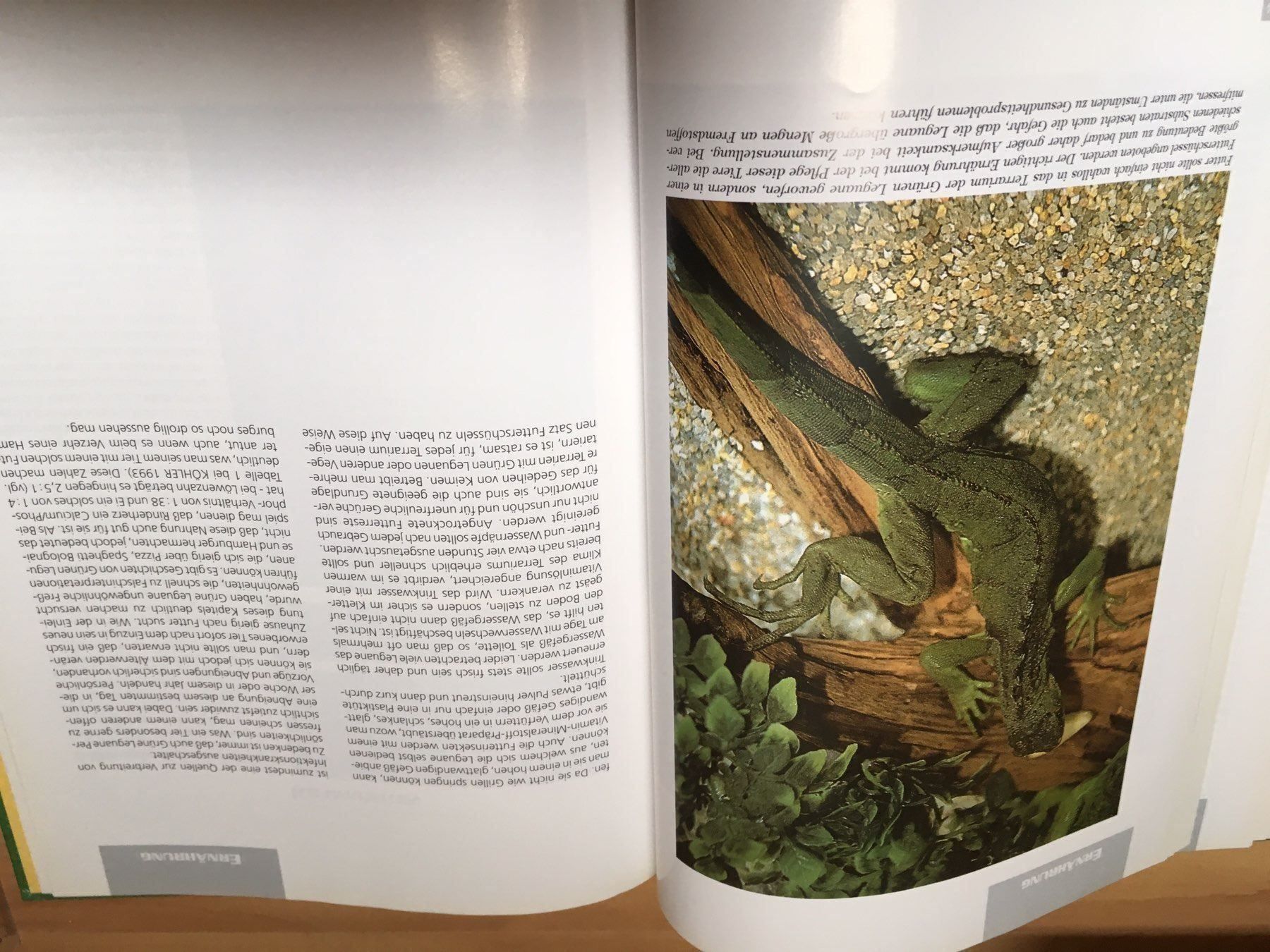 Libri: Super Buch GRÜNE LEGUANE – Usato da Siegershausen venduto da Bubsi83 4