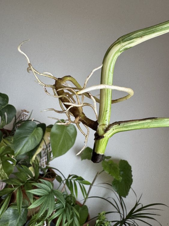 Monstera Variegata Kopfsteckling (Neu (gemss Beschreibung)) in Winterthur  fr CHF 50  mit Lieferung auf Ricardo kaufen