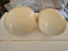 Straussen Ei 2 Stück Zustand Eier Basteln Ostern
