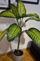 Zimmerpflanze Dieffenbachia Grösse ca. 110cm, ohne Übertopf