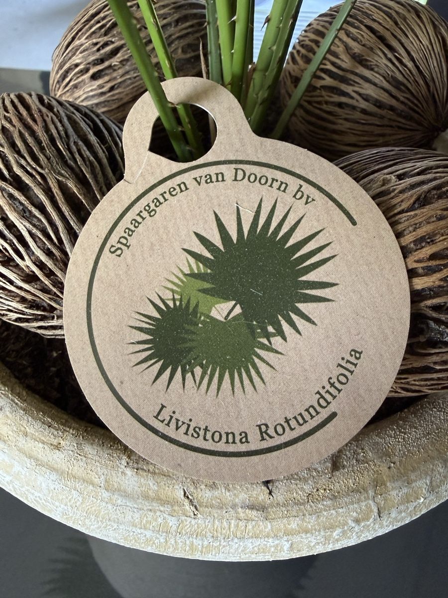 Piante & sementi: Livistona rotundifolia – Usato da Bern venduto da LM08 2