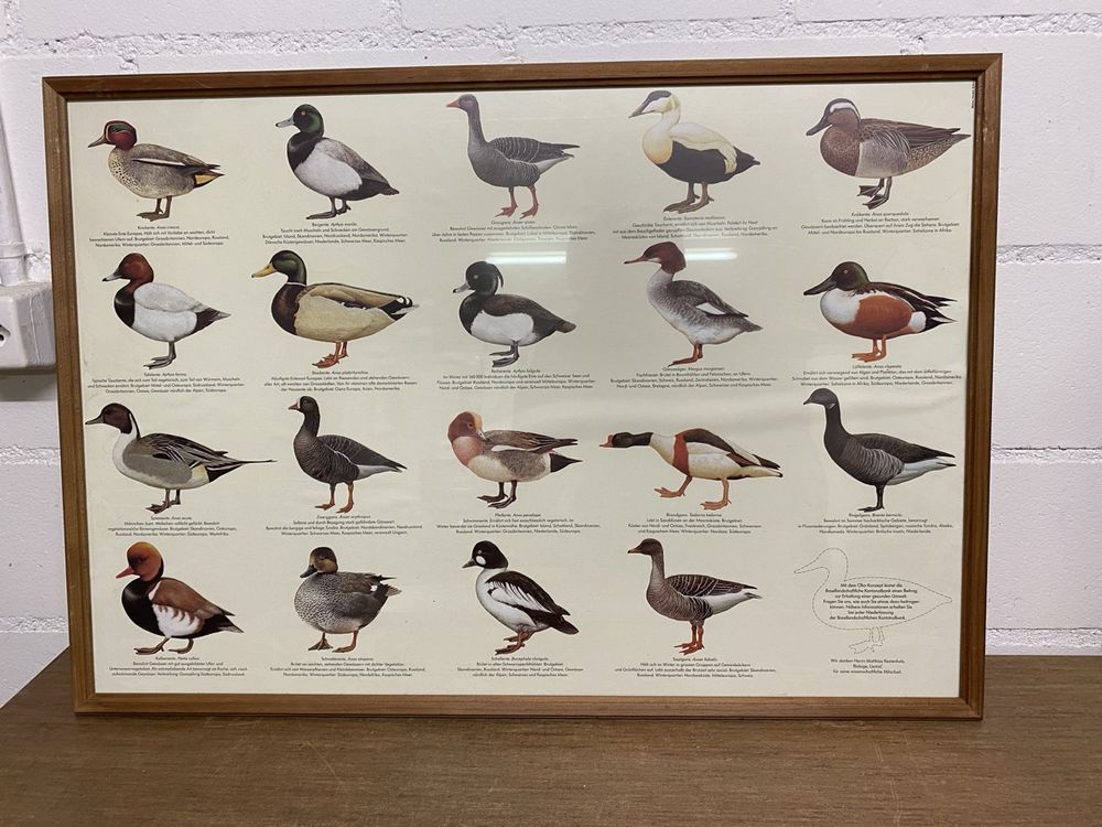 Vintage Enten Poster - Schweizer Entenarten gerahmt (Gebraucht) in ...