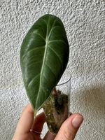 Alocasia Pink Dragon – Baby Mother Plant 🌱