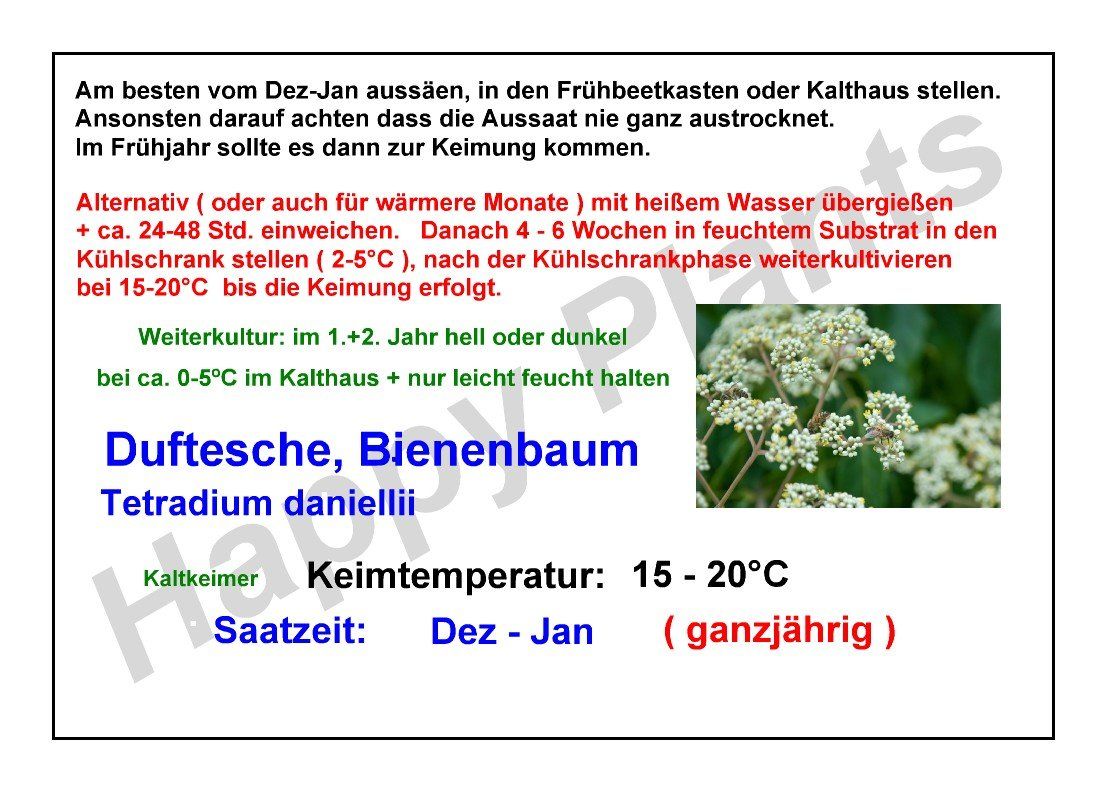 Pflanzen & Samen: Duftesche, Bienenbaum - Tetradium daniellii - 30 Samen – Neu und originalverpackt aus Sumiswald von Cham14558 4