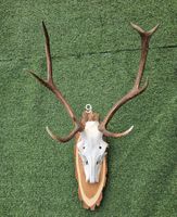 HIRSCH TROPHÄEN GERADE 8 SEHR SCHÖN GROS