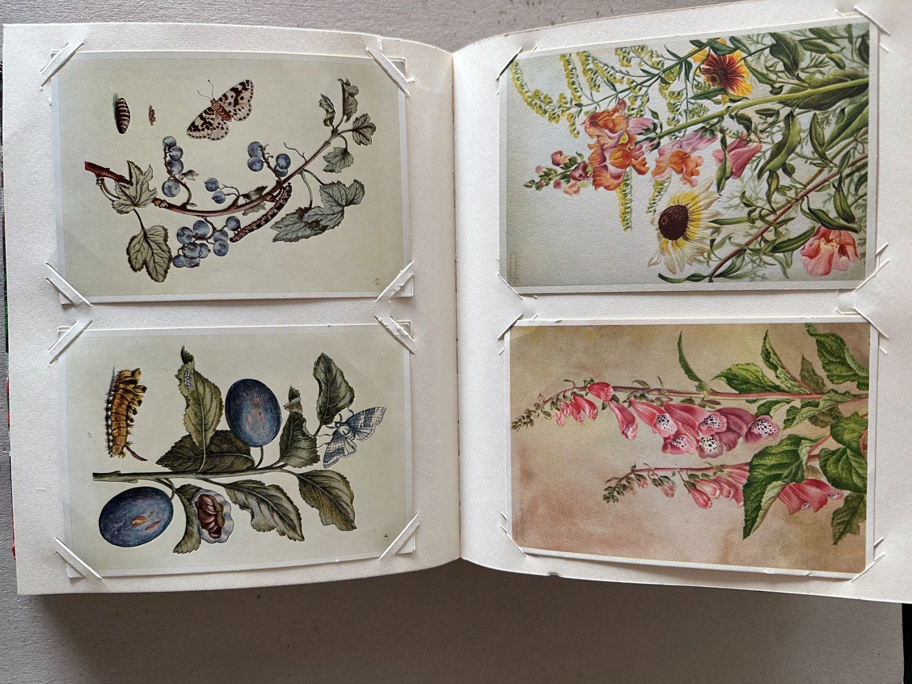 Cartoline postali: Kartenalbum mit Blumenpostkarten – Usato da Mühlethal venduto da Buntfarbe 3
