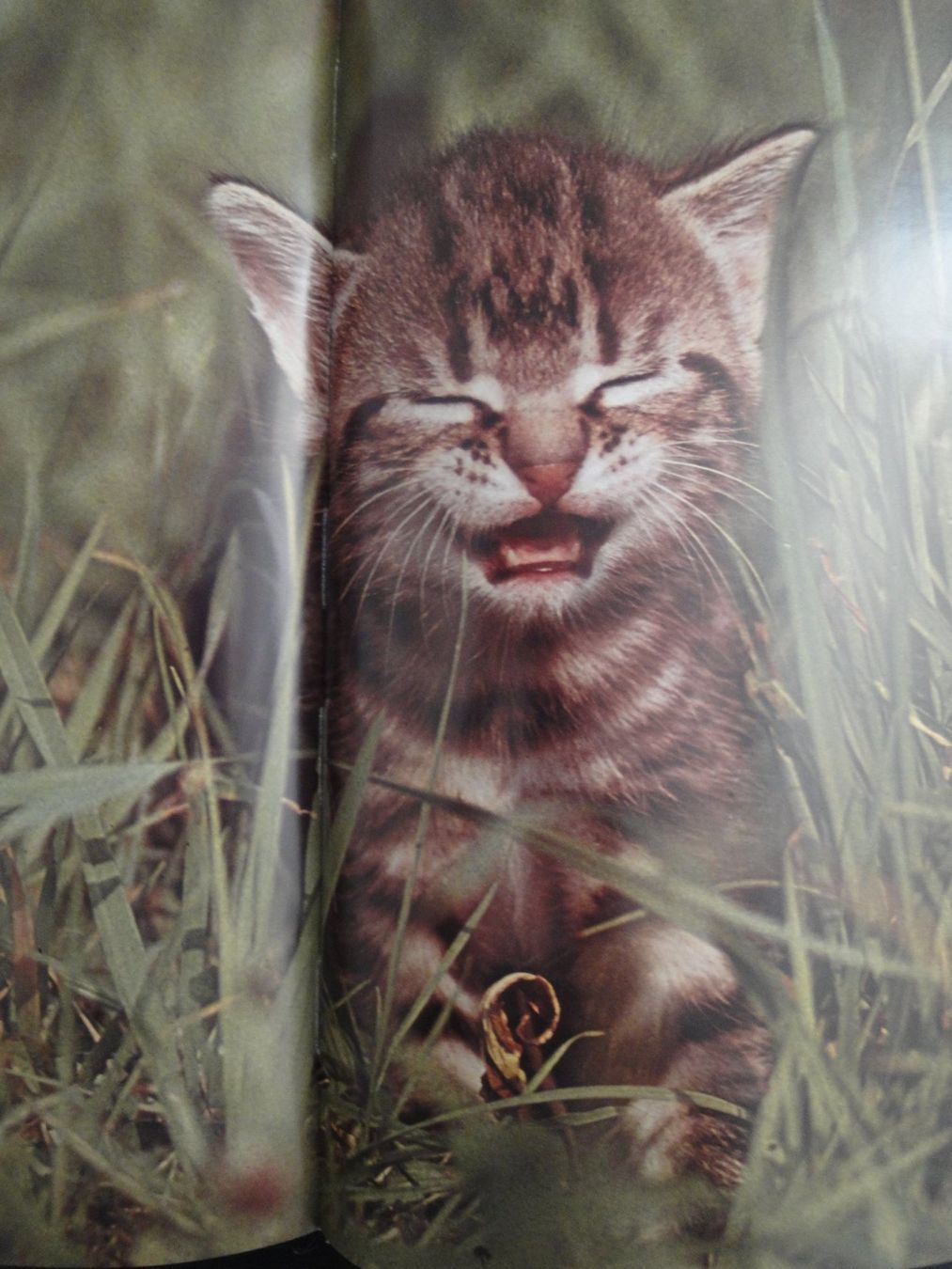Livres: Junge Katzen in Farbe von Susanne Haisch – Neuf (Voir description) à Biel/Bienne par 07helios032 5