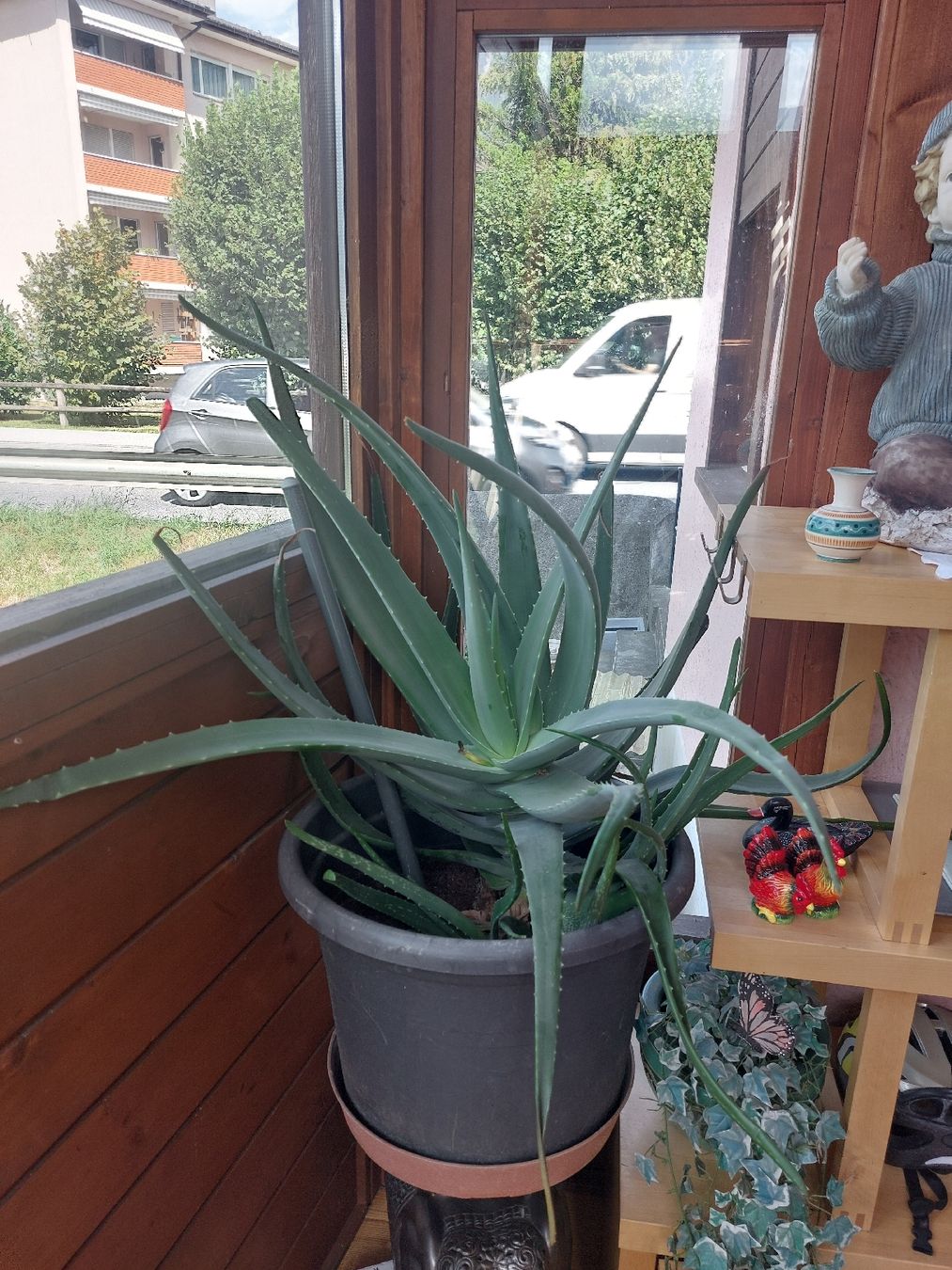 Piante & sementi: Riesen grosse Aloe Vera – Usato da Landquart venduto da Cedes 1