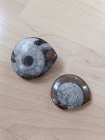 Fossilien Ammoniten Set - Rarität 💙