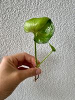 Syngonium T24 – rooted plant / mint mottled variegation 🌿✨