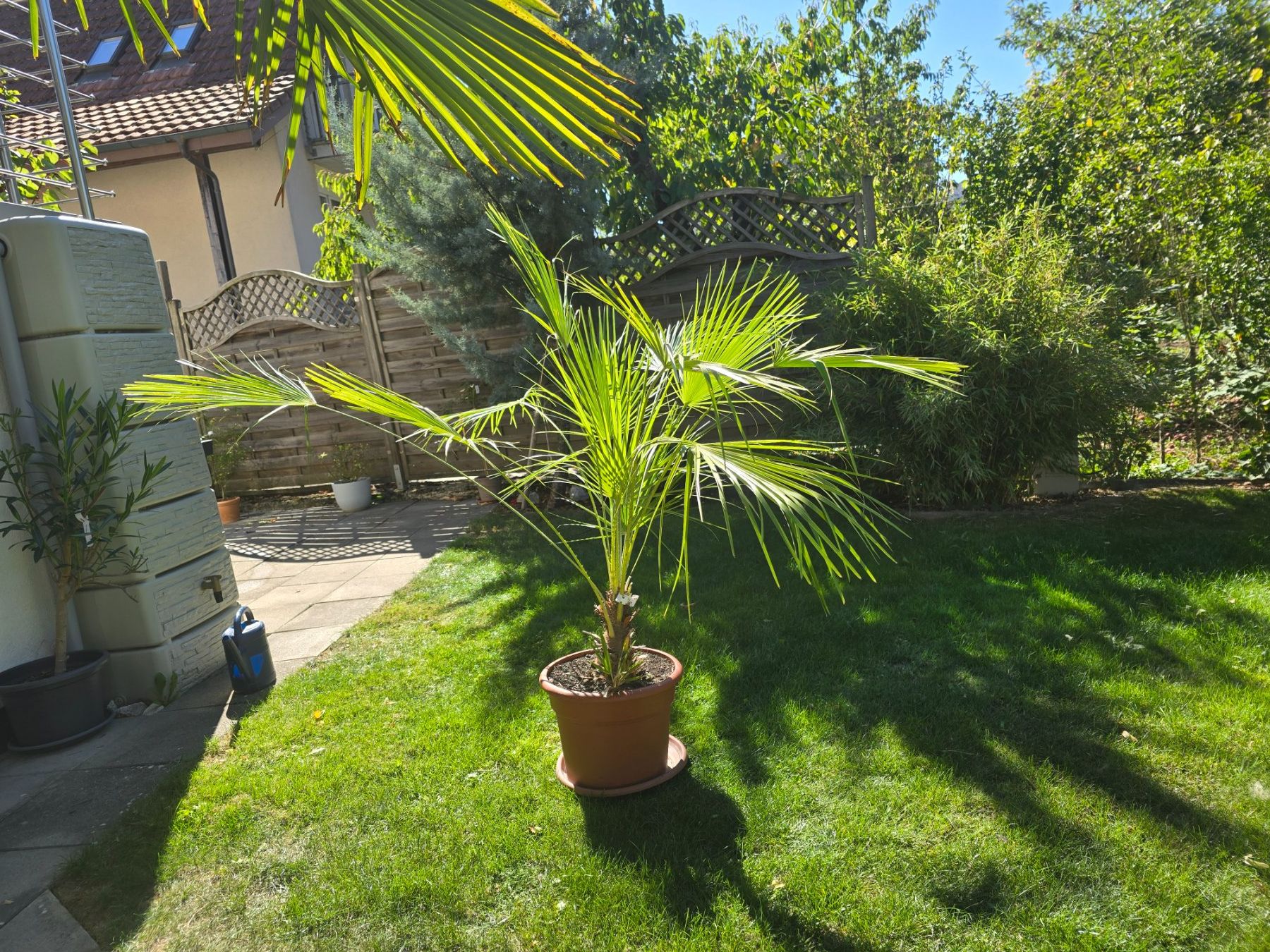 Piante & sementi: Palme Humilis – Usato da Aarburg venduto da popkorn65 1