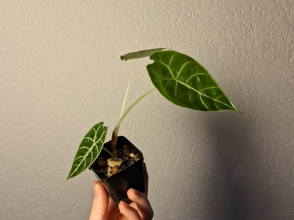 Piante & sementi: Alocasia Watsoniana – Usato da Hausen AG venduto da Pflaenzlioase 1