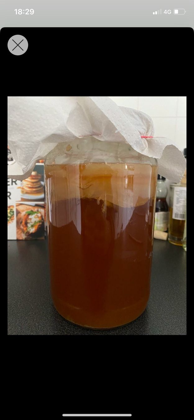 Lebensmittel & Spezialitäten: scoby – Neu (gemäss Beschreibung) aus Zürich von s.w.t.