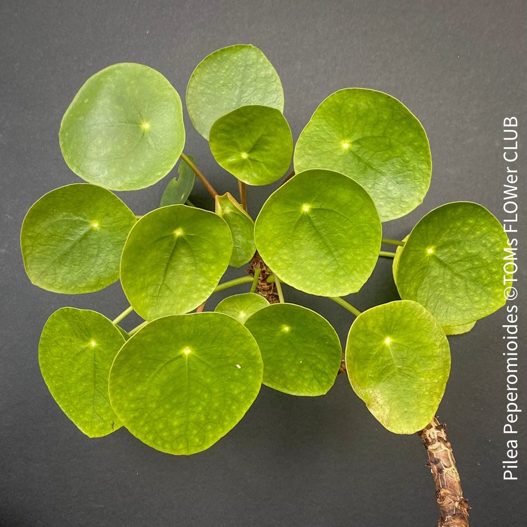 Piante & sementi: Pilea Peperomioides - 100% Bio-Anzucht – Nuovo e nell'imballaggio originale da Adliswil venduto da astom369