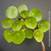 Pilea Peperomioides - 100% Bio-Anzucht