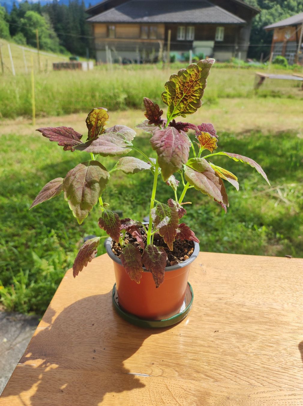 Piante & sementi: Coleus – Usato da Hasliberg Hohfluh venduto da eva_9895 2