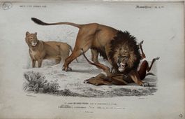 Orig. Stahlstich, koloriert, 1844 - Löwen