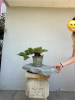Juniperus Cascade