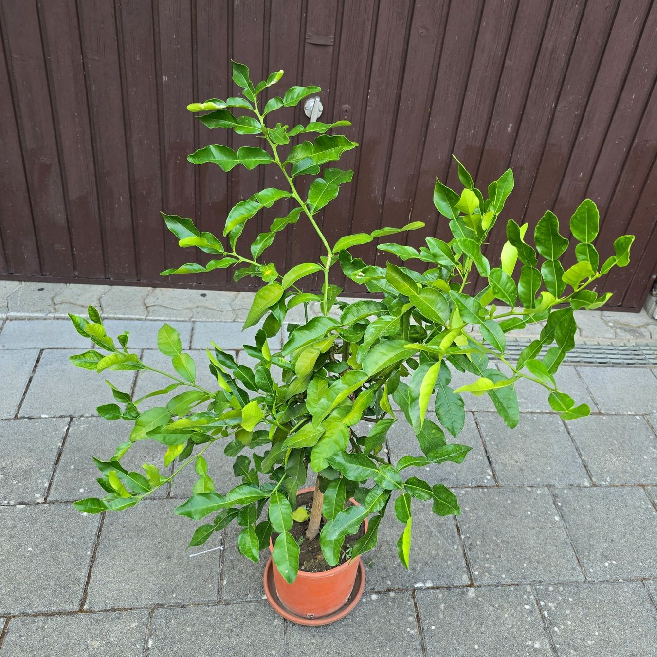Pflanzen & Samen: Kaffirlimette – Gebraucht aus Aarburg von popkorn65 2