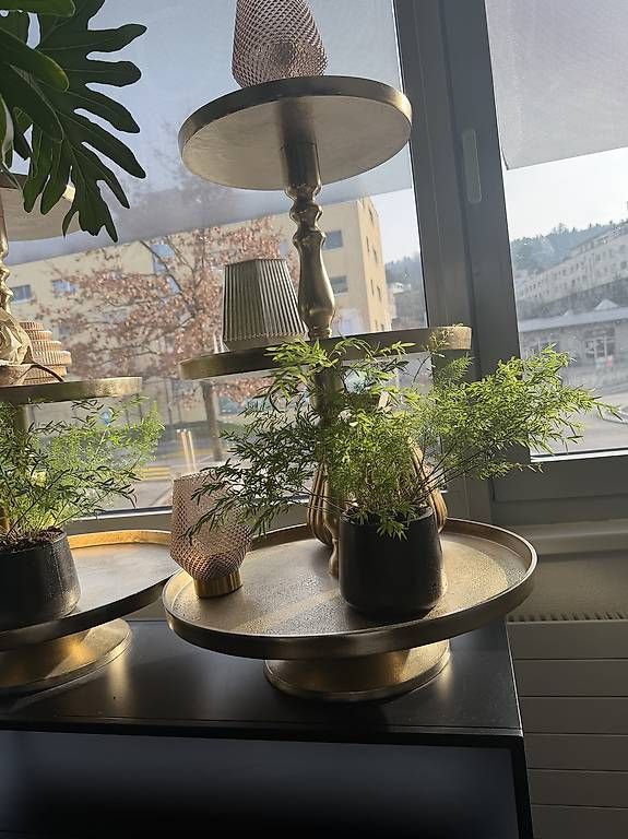 Plantes & graines: Pflanzen / Deko / Blumen – D'occasion à Wittenbach par jan_g2pw 1