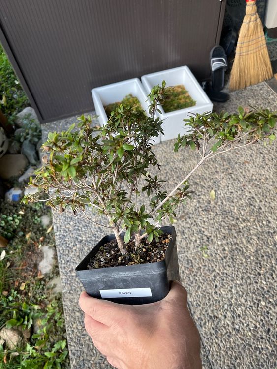 Azalea satsuki ab 1. Kaufen auf Ricardo