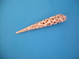 Bunte lange spitzige Muschel etwa 9.5 cm