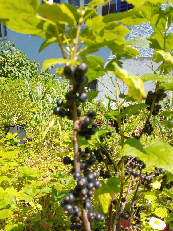 Cassis im 9 cm Topf, schwarze Johannisbeere Kaufen auf Ricardo