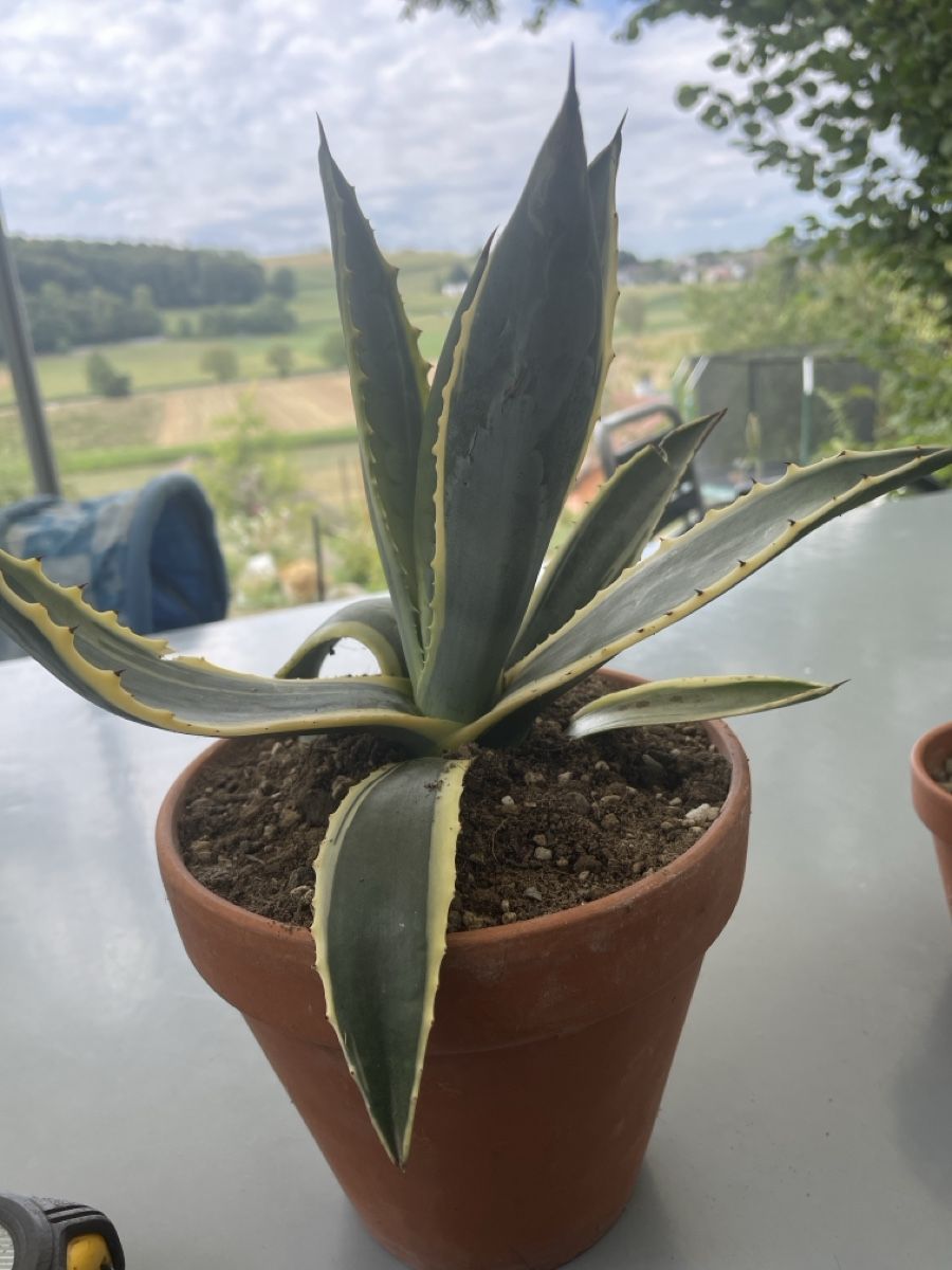 Plantes & graines: Agave Americana – D'occasion à Ersigen par daniel0236
