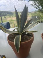 Agave Americana