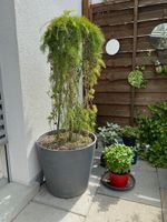 Japanische Hänge-Lärche im Topf