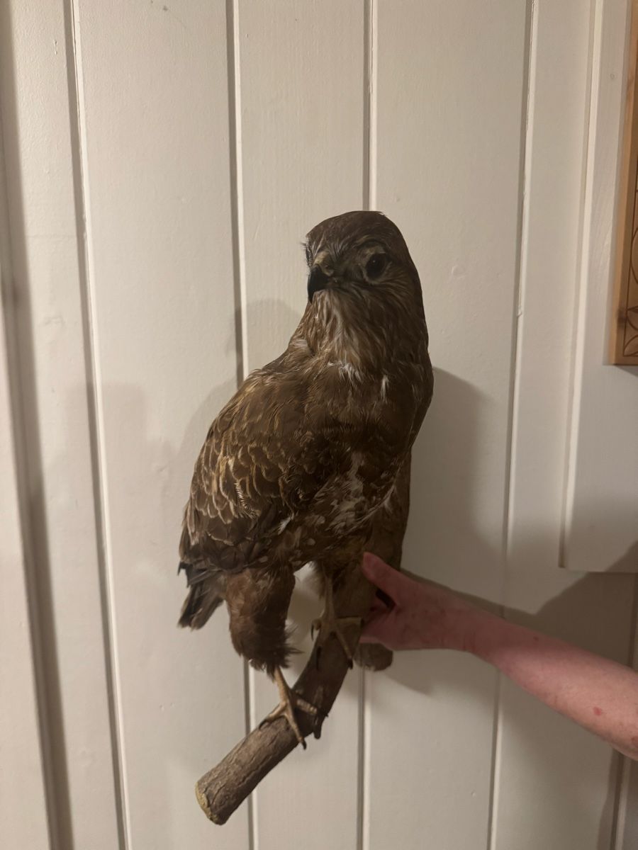 Il mondo degli animali: Mäusebussard Präparat – Usato da Frick venduto da nannali98 4